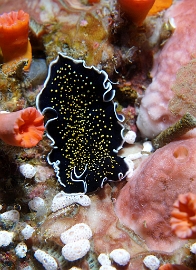 North Sulawesi-2018-DSC04162_rc- Polyclad flatworm pseudocerotidae - Ver plat -Aconthozoon sp